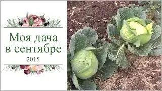 my dacha in September