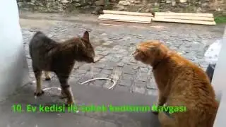 En komik kediler 2015