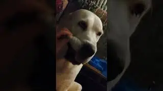 стандарт алабайской любви #alabaidogs #centralasianshepherddog #bigdogs
