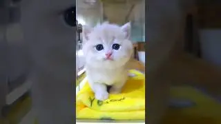 cute kittens 😸 🌺