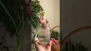 Regrow vegetable from your own kitchen #regrowplants #gardeningtips #shorts