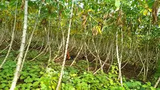 đặt bẫy gà rừng , trúng em bổi quá khôn