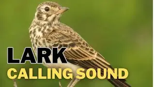 Lark Calling Sound