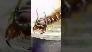 This CENTIPEDE almost attacked me under the microscope!