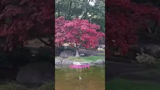 ГАМБУРГ УТКИ В ПАРКЕ 