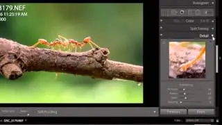Mempertajam Warna Foto Makro di Adobe Lightroom I Tutorial