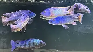 Predator Hap tank update! Big big fish!