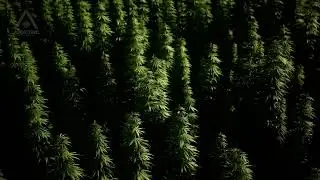 PEDRO CABRERA - MARIHUANA