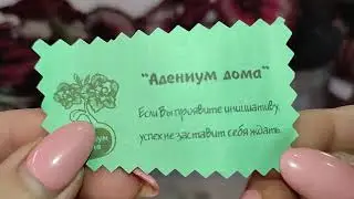 И снова красотки бегонии!