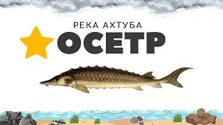 Трофей осетр русский, русская рыбалка 4