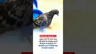 👉Pigeon information 🕊️|| #shorts #ytshorts #short #shortvideo