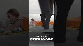 Как вам такой массаж?  #Массаж  #слоны