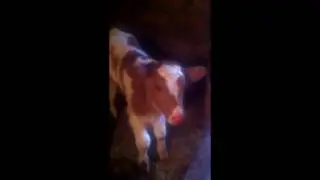 Маленький рыженький теленок! Little red haired calf!