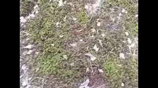 Кукушкин лен 0808