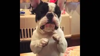 Самый милый Французский бульдог:)))