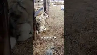 A farmer said she was sure they were preparing us for starvation and explained why.