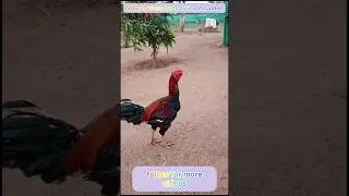 colour identification part -17 #nanifarms #kukkutasastram #colorupdate @nanifarmsagri