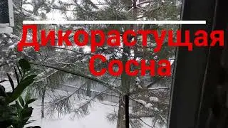 Дикорастущая сосна во дворе