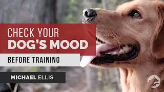 Why You Should Check Your Dog's MOOD Before Training - with Michael Ellis