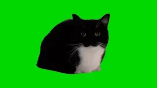 Maxwell Cat Green Screen || Cat Green Screen