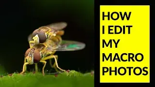 How to edit macro photos, using Lightroom, Photoshop, Topaz Denoise.