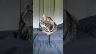 Принцесса на горошине. 