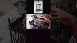 Sangkar kotak jambul #djaybecraft #popular #kicaumania #viral #shorts