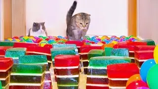 What Can't Cats Walk On? #72