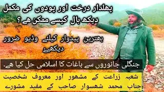 |How to Care || Multi Orchard|| Protect from Wild Boar || Wild Animals|| with Islamic Solution||
