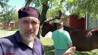 Подкожные шишки Лечим жеребца подписчика.