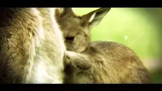FreeAfterFxWorld - Mother Nature's Little Story II (By Tekknik)