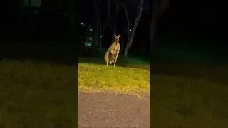 Shocking moments a kangaroo on my way home 🦘#animals