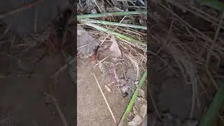 Муравей тащит паука