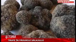 TRUFE IN PADURILE SALAJULUI