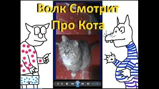 Котик ждал до ночи когда его накормят. Серый волк смотрит видео