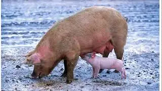 Simple, proven methods for raising pigs in the cold climates of Kazakhstan and Siberia