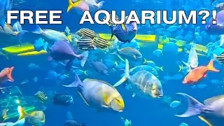 THIS AQUARIUM IS A MUST-DO IN LAS VEGAS
