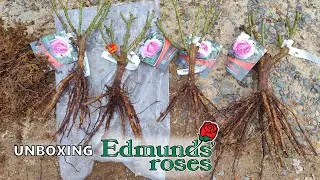 Got Bare Root Roses from Edmunds – Let’s See What Happens!
