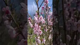 Цвіте нектарин 🌸