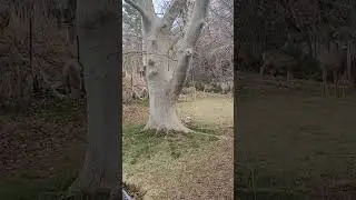 deer crossing