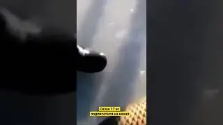 Сазан 17 кг