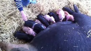 July 2011, Baby Pigs:  Joy Ride Tours