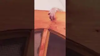 Мой хитрый негодяй🐵😱❤️😹 Лемур Моська❤️