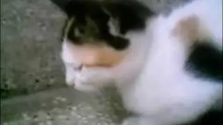 Meri Billi Mujhe Miyaw