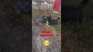 Соседский пёс Тоба, наконец-то познакомились 😁#shorts