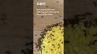 Say Goodbye to Red Imported Fire Ants: The Power of DOXEM® PLUS #FireAnts #Pestcontrol #antcontrol