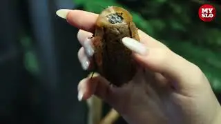 Домашние насекомые туляков