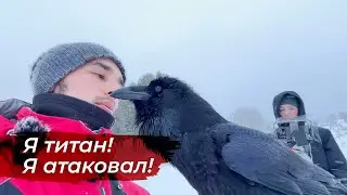 Отбиваемся от нападения ворона! Улучшаем вольер для Гоши