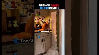 Ranking The Funniest Dog & Cat Moments