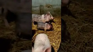Никакая я не свинья, я ОПОССУМ!!!